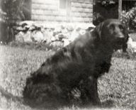 Nicky, our dog in Corydon, after Dottie